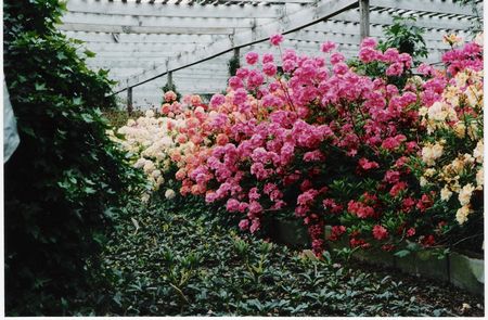 Blue Mountain Double Azalea